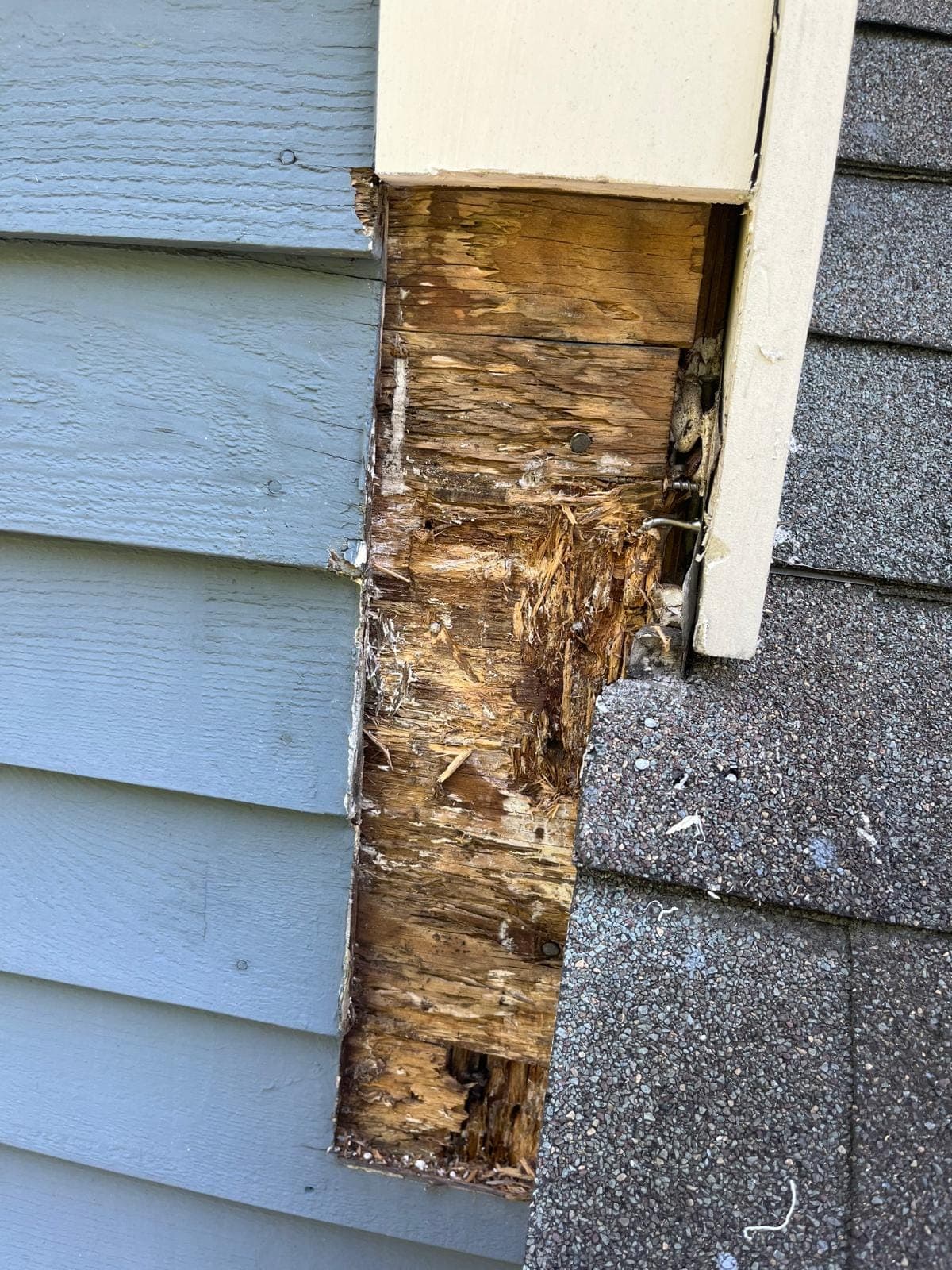 A corner board pulled away to show rotten, crumbling wood behind it, beside asphalt shingles